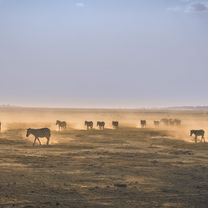 Big 5 wildlife