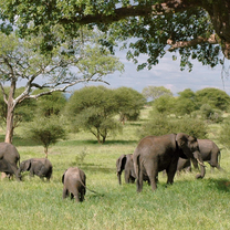 Big 5 African Wildlife & Conservation