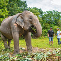Elephant Experience