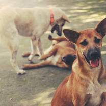 Dogs