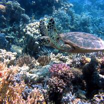 Sea Turtle Conservation