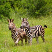 Zebras