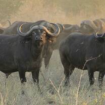 Buffalo