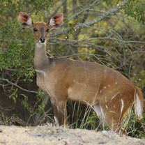 Bushbuck Eve