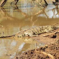 Crocodile