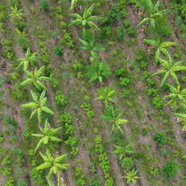 agroforestry pic