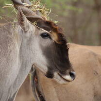 Eland