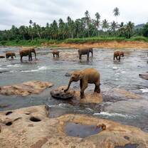 Elephant Sanctuary
