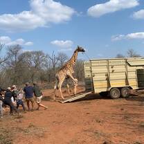 Giraffe being loaded 