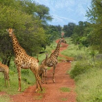 Giraffe herd