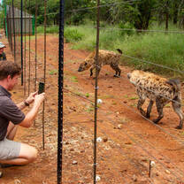 Hyenas