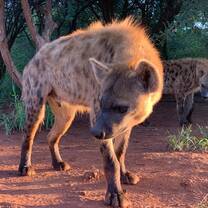Hyena 