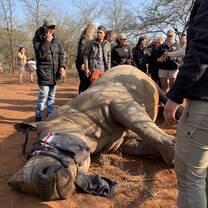 Darted Rhino