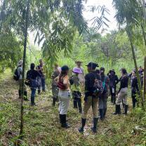 group in bamboo