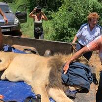 Darted Lion
