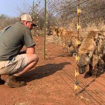 Hyenas