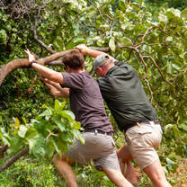Bush Clearing 