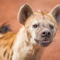 Hyena 