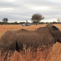 Darted Rhino
