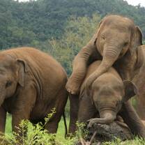 Elephant Sanctuary