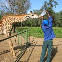 Giraffe being bottle fed