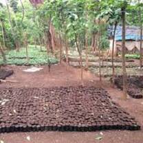 indegineous trees nursery 