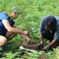 kiviwama tree project