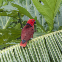 Eclectus Parrot