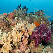 Raja Ampat coral reef