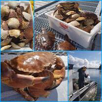Crabs and shells 