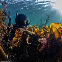 Freediver in seaweed