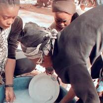 Washing the dishes at feeding site