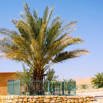 A photo of our iconic ancient date palm, Methuselah.