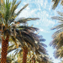 Our date palm farm across from the kibbutz. 