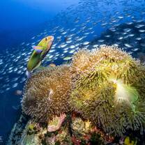 marine life