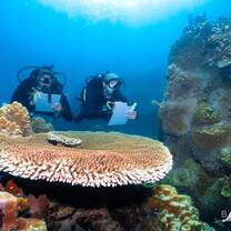 divers taking notes