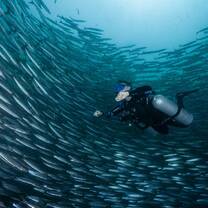 diver with fishes