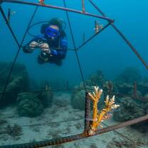 diver 