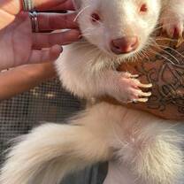 close up of an albino ferret