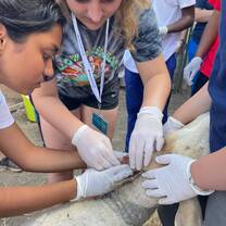 two girls tagging a goat's ear
