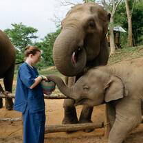 Feeding elephants in sanctuary