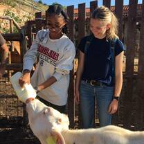 two girls feeding a calf milk out of a jug