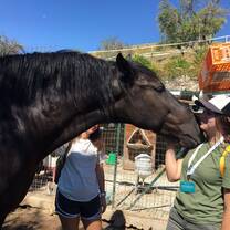 girl facing a horse