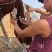 student tending to a horse