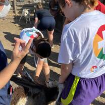 girls tending to a goat 