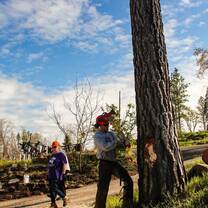 chopping tree with axe