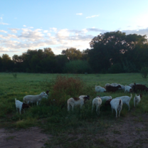 Green pastures