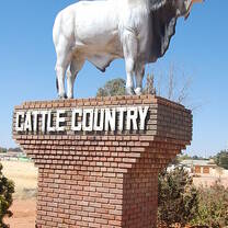 Gobabis Bull