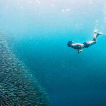 Sardine Run