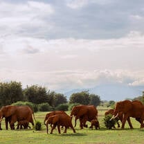 Elephants walking by in Kenya